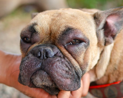 강아지 눈 밑, 위, 한쪽 부음, 위치별 원인부터 관리 팁