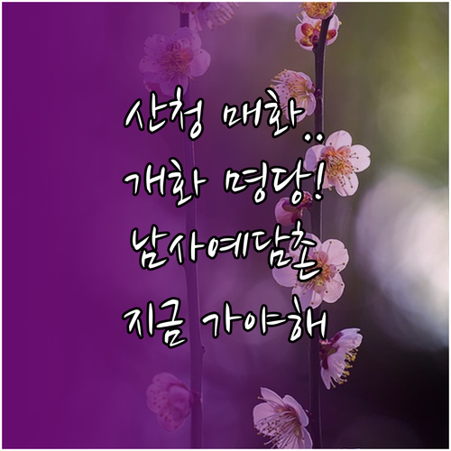 산청 매화 개화 시기 명당 남사예담촌..