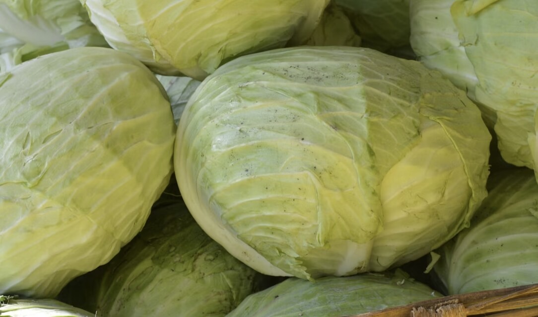 양배추 효능