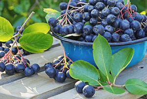 아로니아 효능11