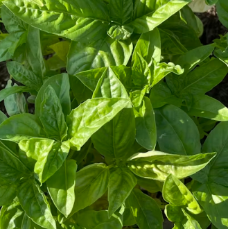바질 효능 부작용 고르는법 요리 먹는 방법 허브