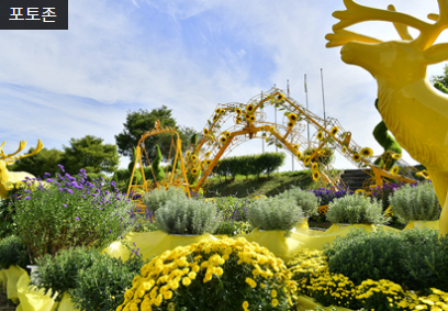 장성황룡강 가을꽃축제