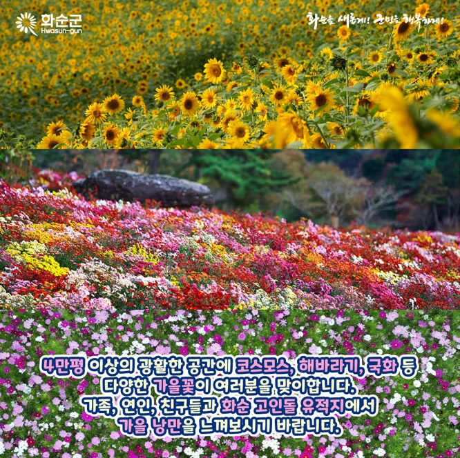 2024 화순 고인돌 가을꽃축제