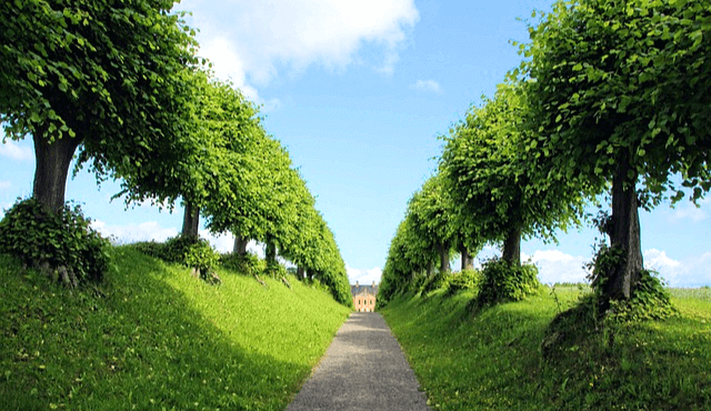 푸른 언덕에 세로로 나란히 푸른 나무들이 심어져있다. 양쪽에 10개의 나무들이 나란히 있다.