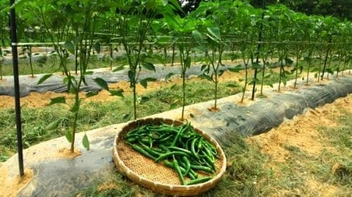 고추-재배방법-풋고추-수확