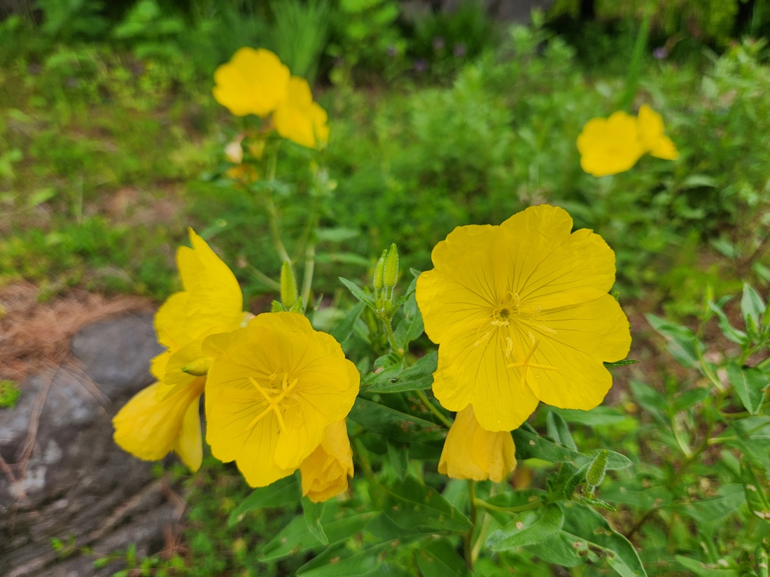 황금낮달맞이꽃