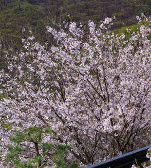 화담숲 수선화 축제