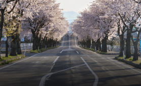 2025 벚꽃 개화시기 및 명소 추천