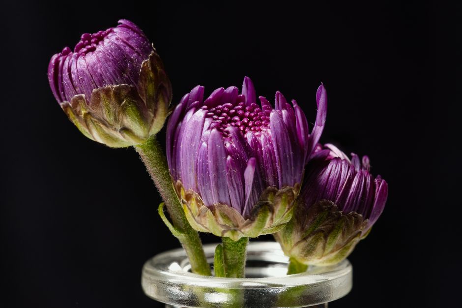 Close-up of purple chrysanthemum buds in a glass vase against a black background, highlighting their vibrant colors.