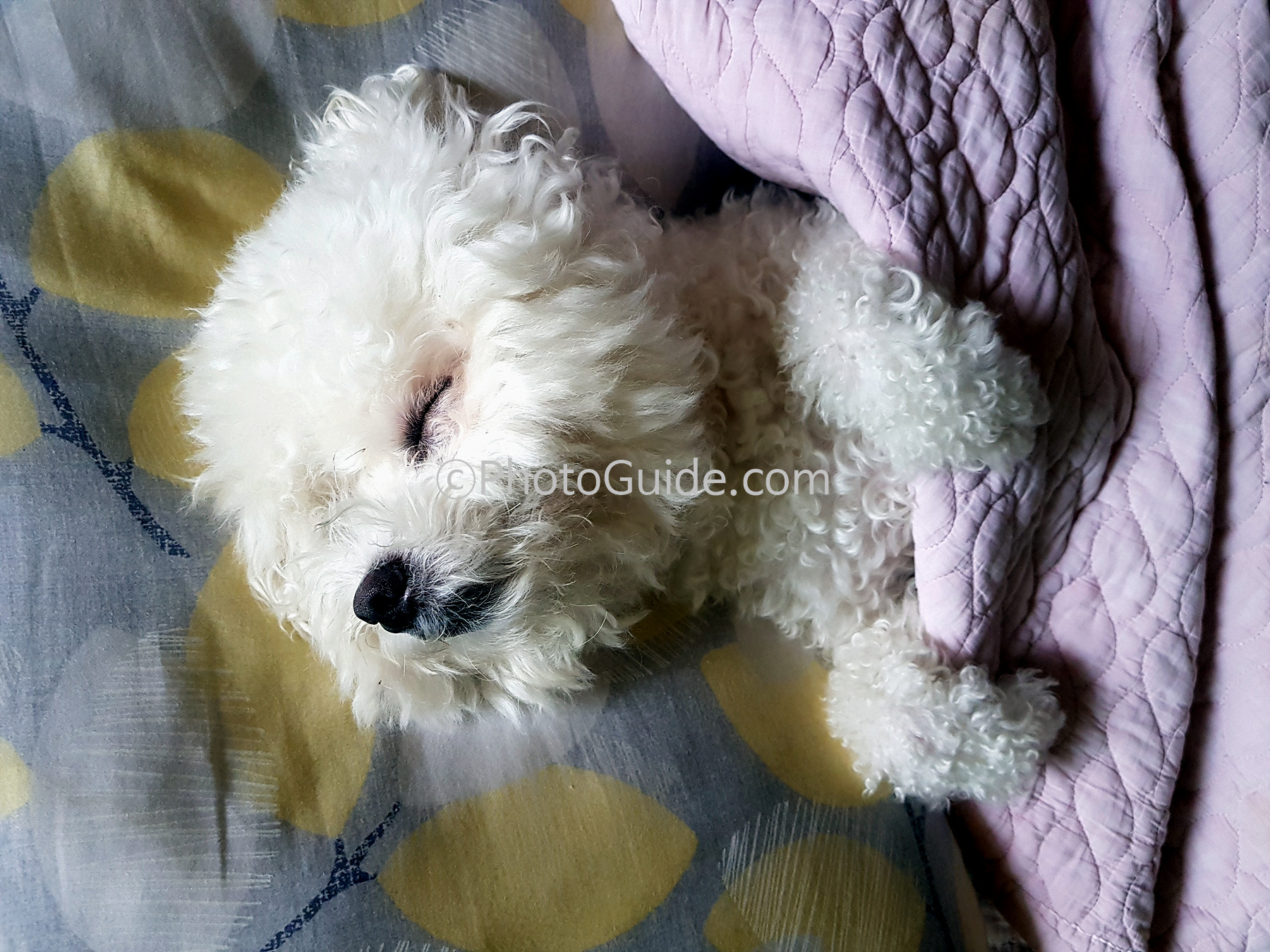 잠자는강아지-비숑