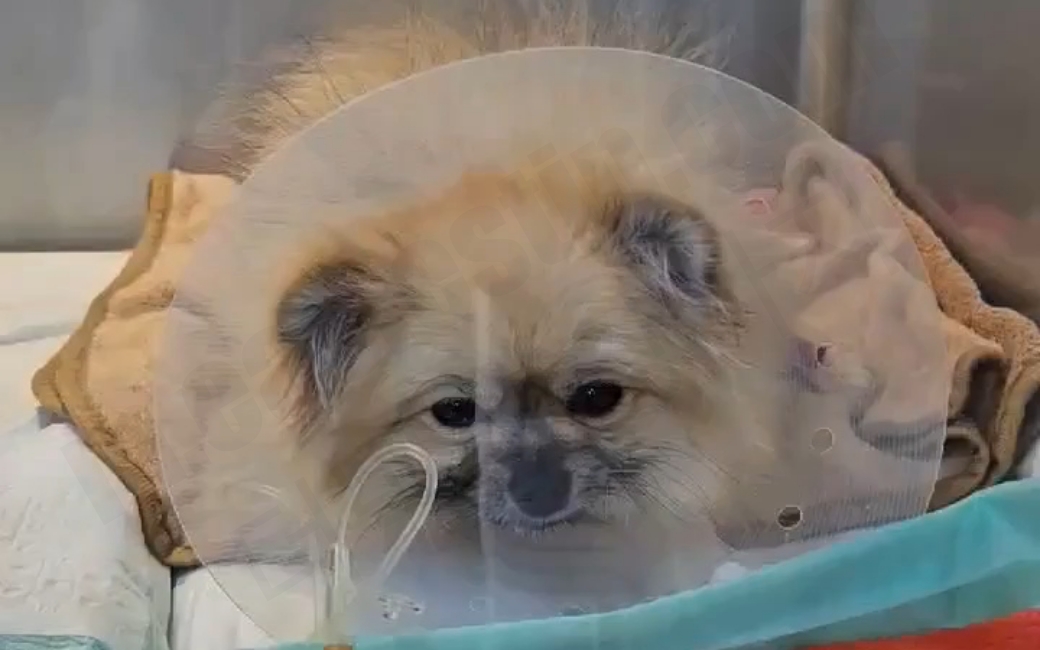 수술 후 회복실에 있는 강아지