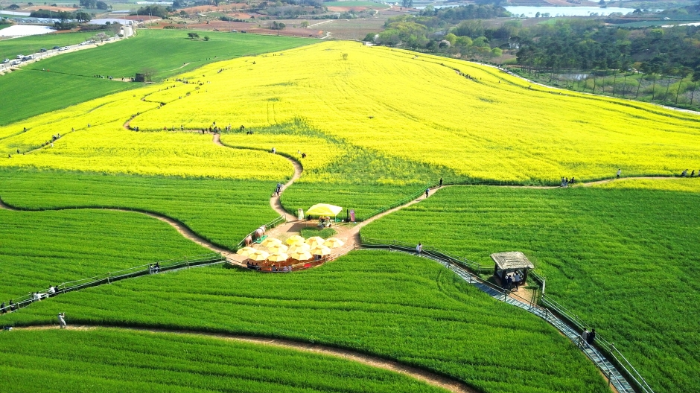 고창 청보리밭 전경 사진