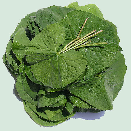 곰취-효능
