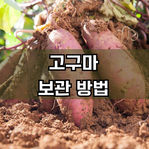 고구마 검은무늬병