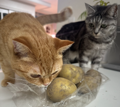 주방에 놓인 비닐봉지에 담긴 생감자 뭉치에 코를 대고 킁킁거리며 냄새를 맡고 있는 오렌지색 고양이. 배경에 회색 고양이 한 마리가 서서 이를 보고 있다.