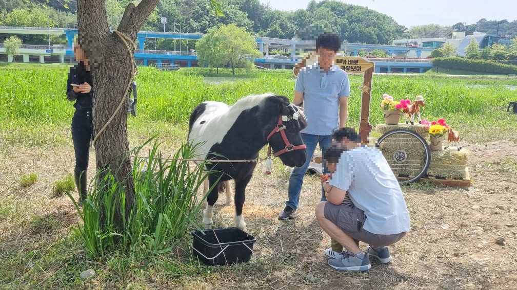 순천만국가정원 미니말 체험