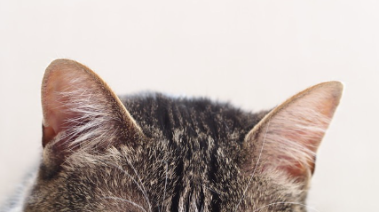 고양이 귀를 가지고 있다.