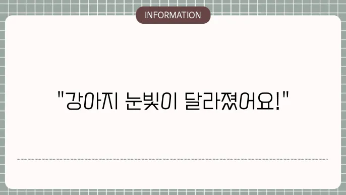 강아지 백내장 수술 후 변화