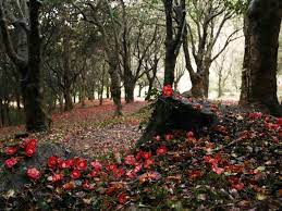 강진 백련사 동백축제 기본일정과 프로그램 소개