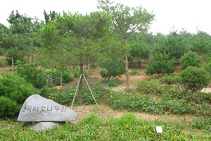 한국의-소나무원