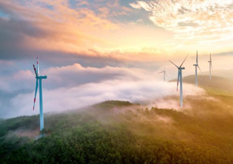 감악산 아스타국화 축제