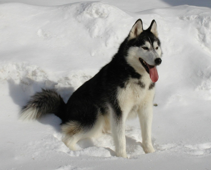 시베리안 허스키