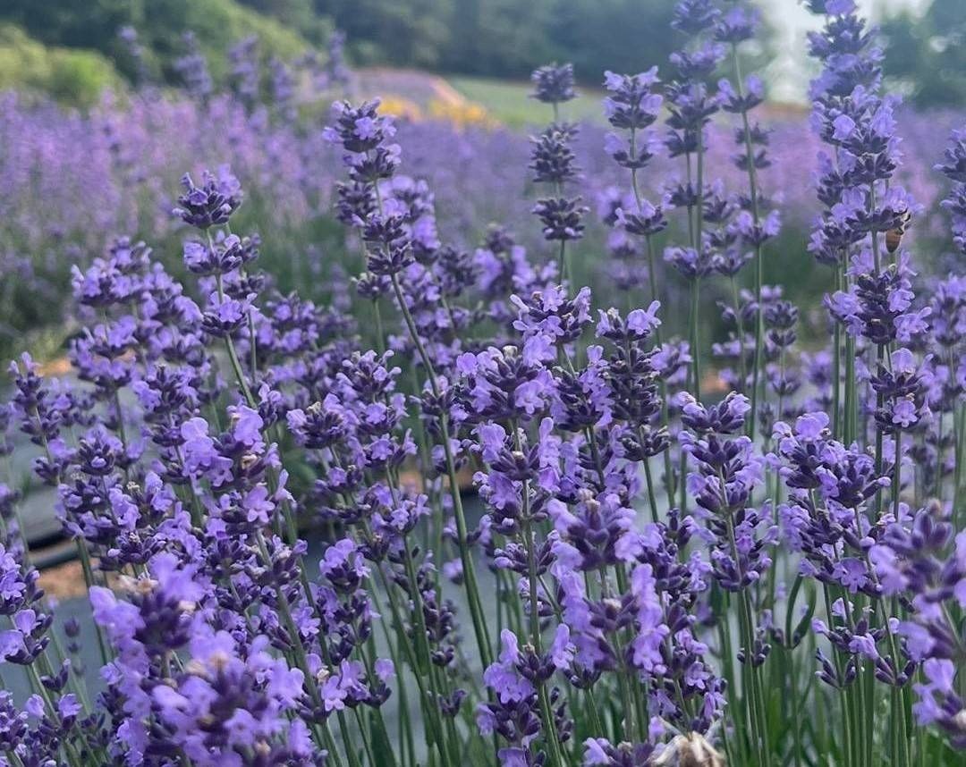 고창청농원 라벤더 축제