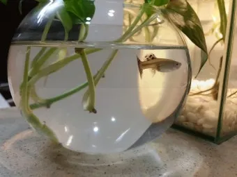 구피 키우기와 건강하게 번식시키는 팁_9