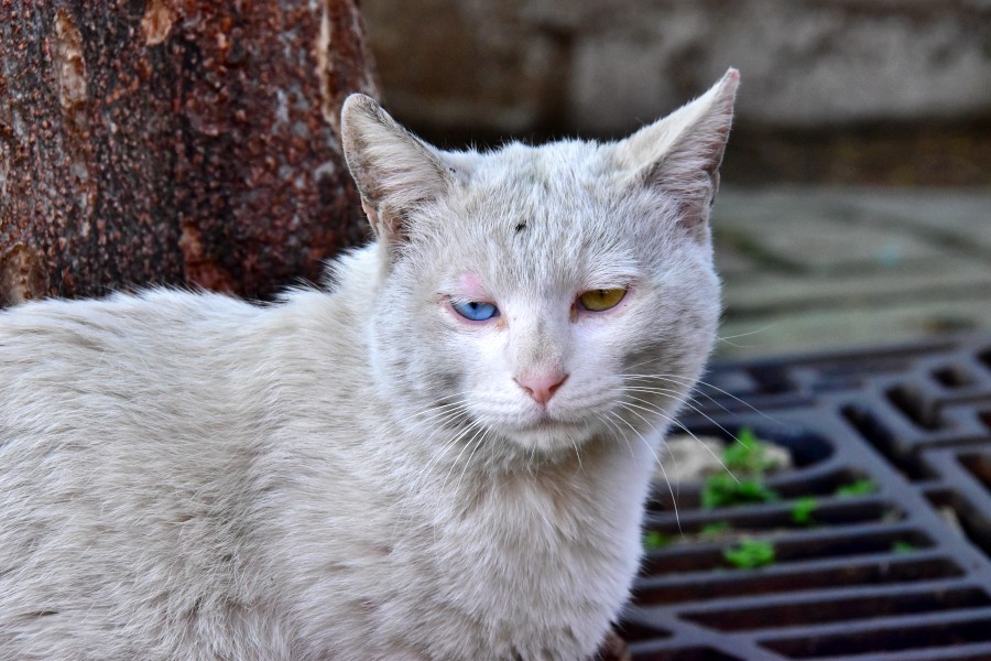 가야동 고양이