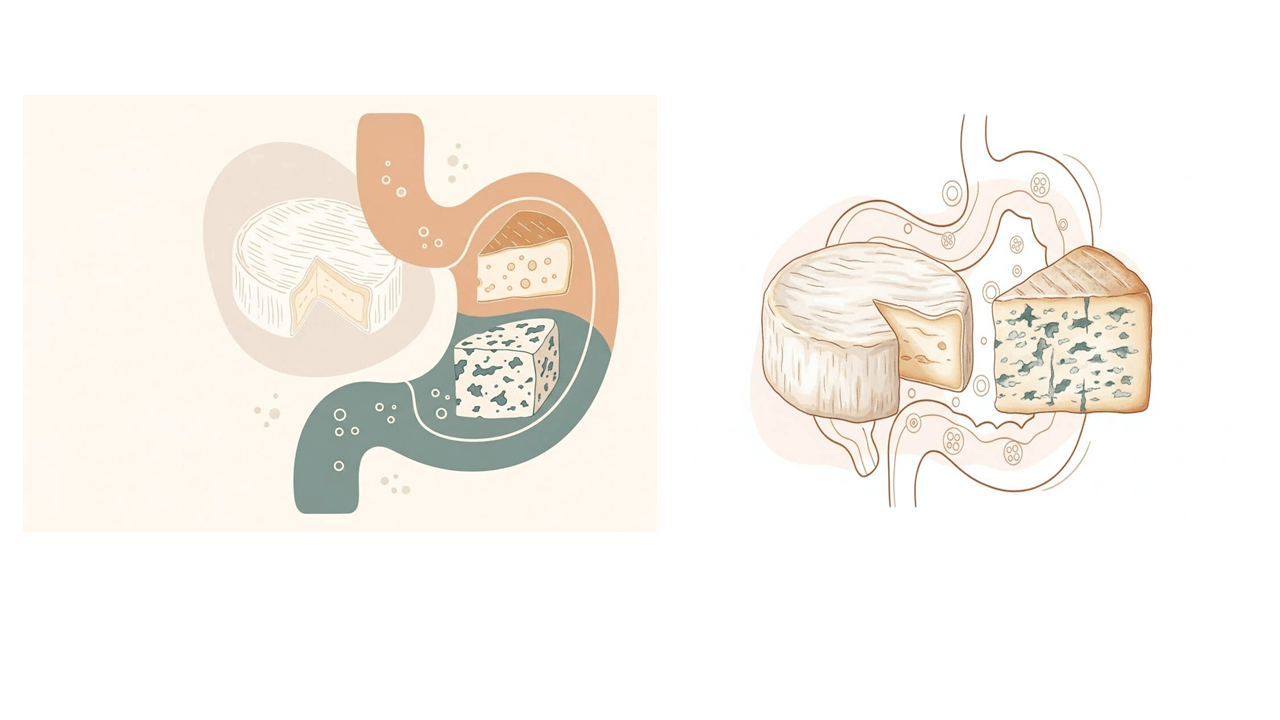 장 건강: 발효 치즈의 유익균 효과