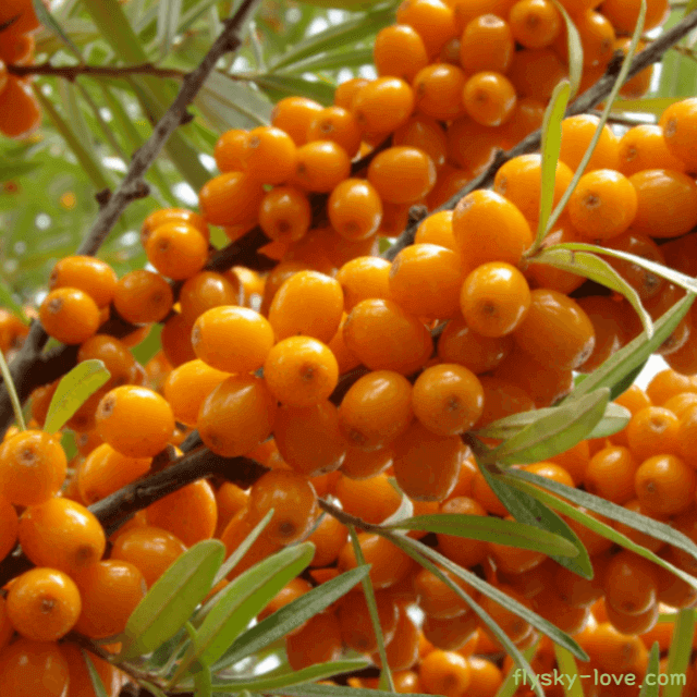 비타민나무 효능