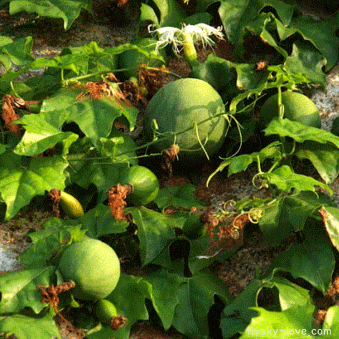 하늘타리, 하늘수박