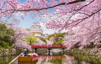 일본 벚꽃 명소 벚꽃 여행 개회시기 도쿄 벚꽃 축제_17