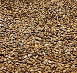 카무트 효소 효능 및 먹는법 총정리