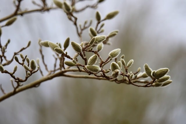 천리포수목원 목련축제