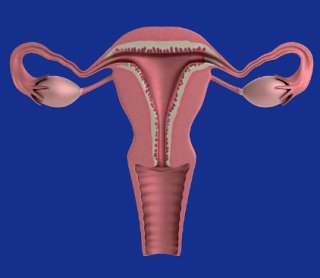 가임기 여성에게 필요한 영양소