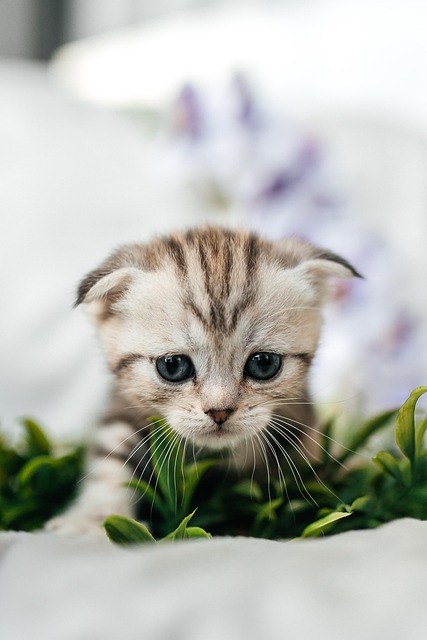 귀여운 고양이 사진