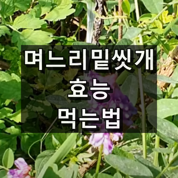 며느리밑씻개 효능과 먹는법