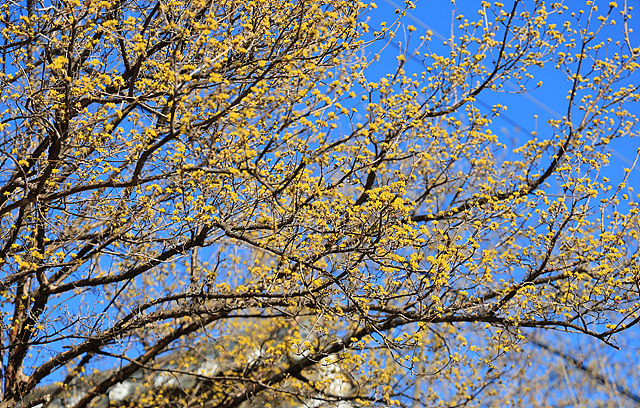 구례 산수유축제 기간 초대가수 맛집 주차
