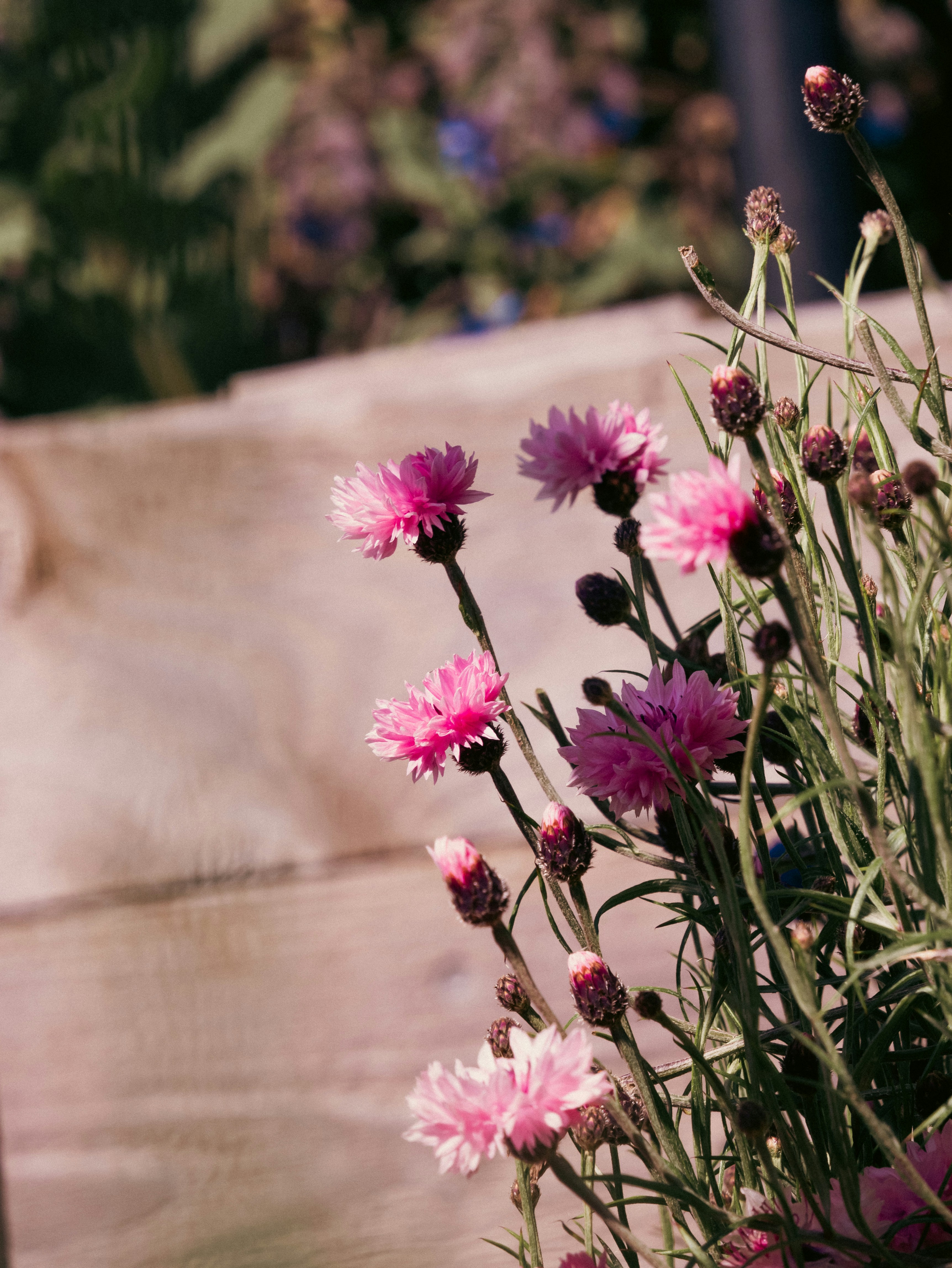 꽃말 이쁜 꽃과 15가지 인기 꽃말 모음 및 의미