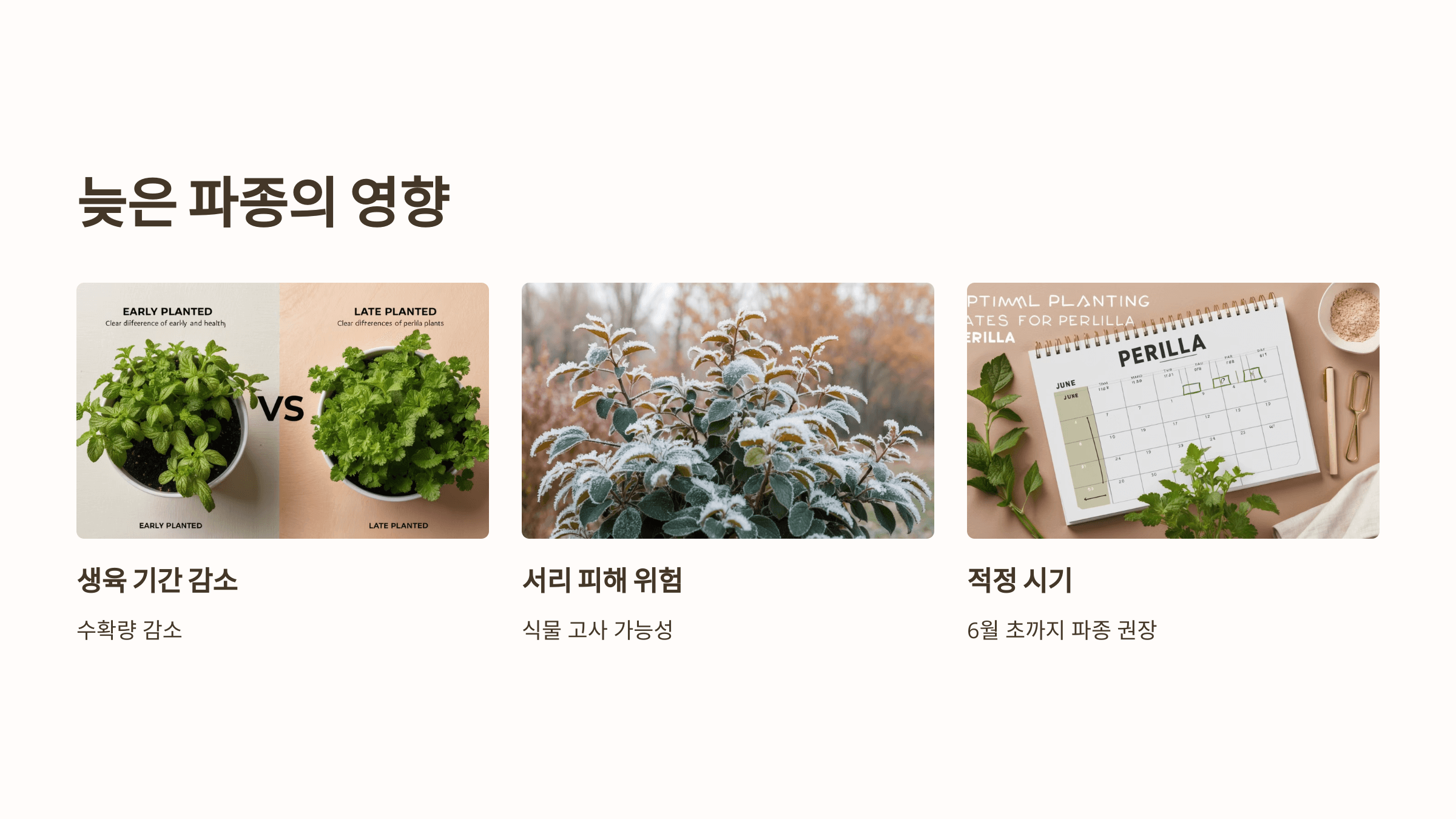 들깨 사진입니다.