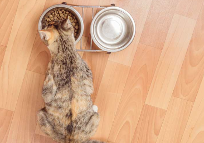 고양이가 식사를 하고 있을 때의 모습