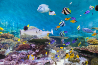 서울 가볼만한 곳 코엑스아쿠아리움