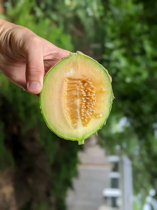 멜론-사진