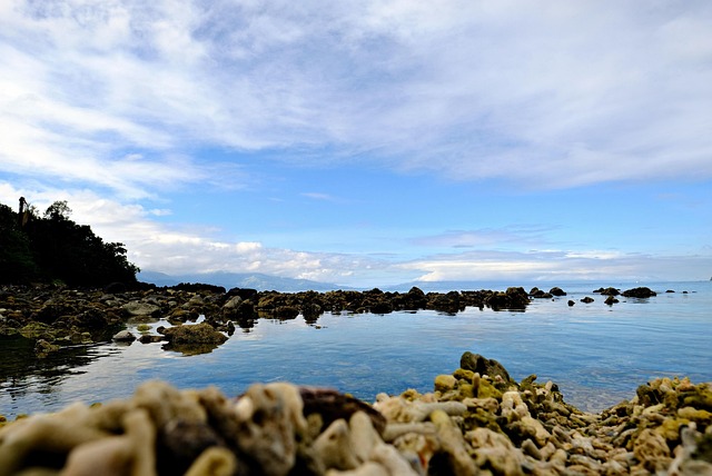 보니또 관련 이미지