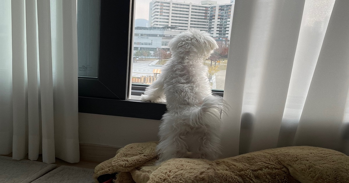 산책이-나가고-싶은-강아지