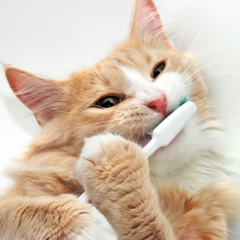 고양이 양치질 치아관리4