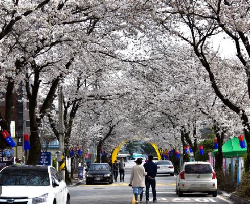 제천 벚꽃