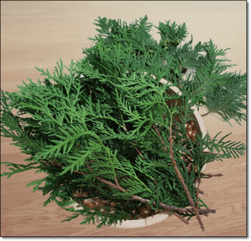 측백나무 잎 효능