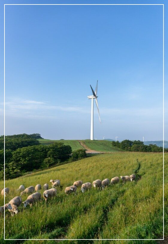 평창 가볼만한곳 베스트10 삼양대관령목장(삼양라운드힐)